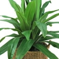 thumbnail image 2 of Faux 42" Dracaena in Handwoven Boho-Style Basket, 2 of 4