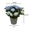 thumbnail image 5 of Live 9" Hydrangea Planter in Decorative Pot, 5 of 6