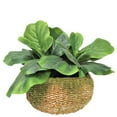 thumbnail image 1 of Faux 20" Fig Plant in Low Round Handwoven Basket, 1 of 4