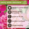 thumbnail image 7 of Member's Mark Double Peonies Sorbet & Emile Debatene Dormant Bulbs, 3pk, 7 of 10