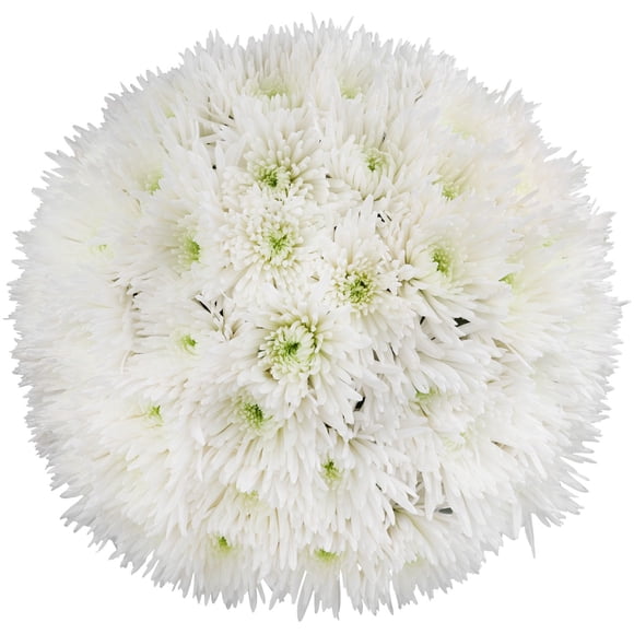 Member's Mark Spider Mums, choose color and stem count