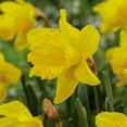 thumbnail image 7 of Member's Mark Daffodil Blooms All Spring Blend Dormant Bulbs, 36pk, 7 of 12