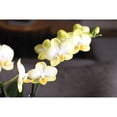 thumbnail image 2 of 10" Yellow Orchid Planter in Bistro Green Pot, 2 of 5