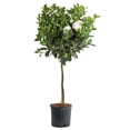 thumbnail image 1 of Costa Farms Live 10" Gardenia Standard, Fragrant Flowers, 1 of 7