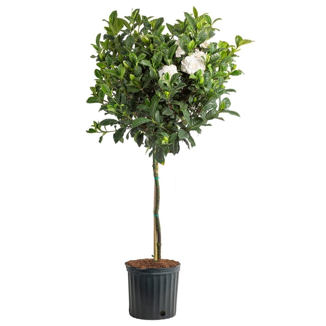 Costa Farms Live 10" Gardenia Standard, Fragrant Flowers