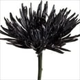 thumbnail image 1 of Member's Mark Painted Mums, 100 stems, Choose color, 1 of 2
