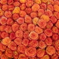 thumbnail image 3 of Member's Mark Ecuadorian Premium Roses, choose color variety and stem count, 3 of 8