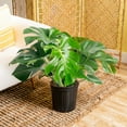 thumbnail image 5 of Costa Farms 10" Basic Foliage Plant in Grower Pot, 5 of 9