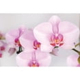 thumbnail image 2 of 10" Pink Orchid Planter in Bistro Green Pot, 2 of 5