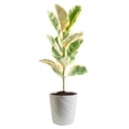 thumbnail image 1 of Costa Farms 10" Ficus Rubber Standard Plant in Decorative Pot, 1 of 10