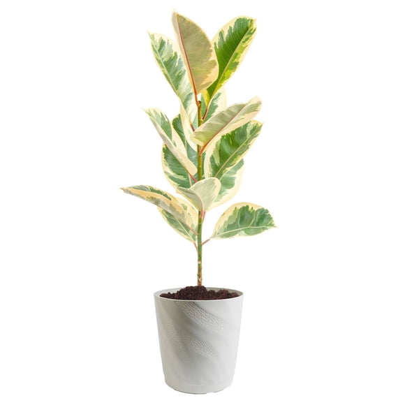 Costa Farms 10" Ficus Rubber Standard Plant in Decorative Pot