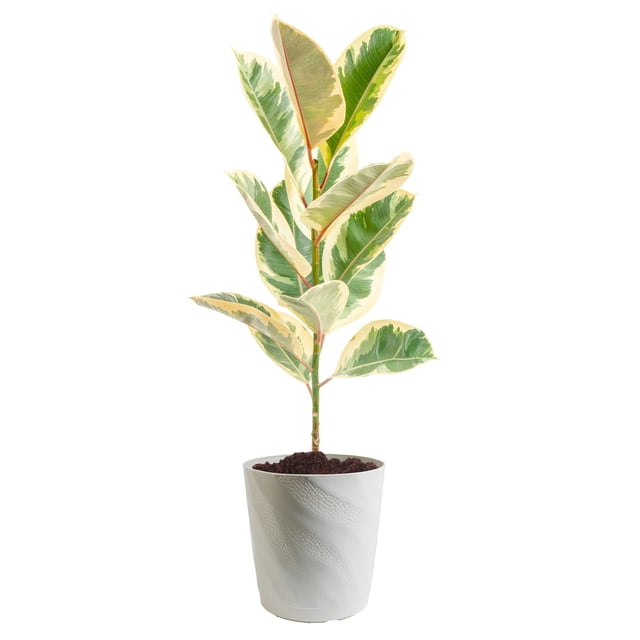 Costa Farms 10" Ficus Rubber Standard Plant in Decorative Pot