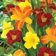 thumbnail image 3 of Member's Mark Daylily Blend Dormant Bulbs, 9pk, 3 of 9