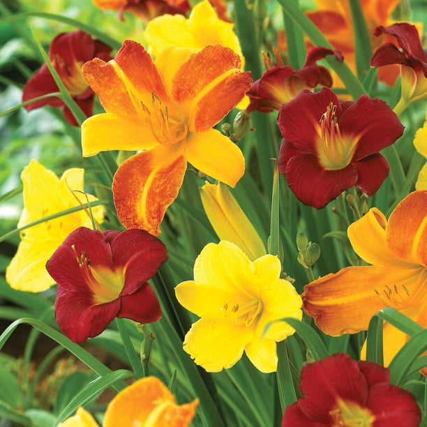 Member's Mark Daylily Blend Dormant Bulbs, 9pk - Samsclub.com