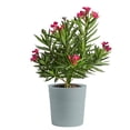 thumbnail image 2 of Costa Farms Live 10" Assorted Tropical Patio Plant, 2 of 9