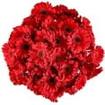 thumbnail image 1 of Member's Mark Gerbera Daisies, choose color and stem count, 1 of 3