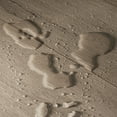 thumbnail image 4 of Select Surfaces Silver Spring SpillDefense Laminate Flooring, 4 of 11