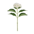 thumbnail image 3 of Member's Mark Hydrangeas, choose color and stem count, 3 of 6