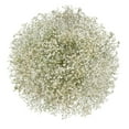 thumbnail image 1 of Member's Mark Enhanced Gypsophila, choose color and stem count, 1 of 2