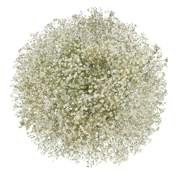 Member's Mark Enhanced Gypsophila, choose color and stem count