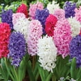 thumbnail image 3 of Member's Mark Hyacinth Blend Dormant Bulbs, 24pk, 3 of 9