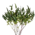 thumbnail image 1 of Member's Mark Cupped Seeded Eucalyptus, 40 stems, 1 of 5