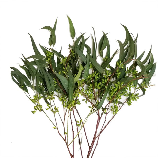 Member's Mark Cupped Seeded Eucalyptus, 40 stems