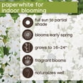 thumbnail image 6 of Member's Mark Narcissus Paperwhite Dormant Bulbs, 20pk, 6 of 9