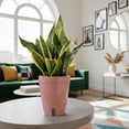 thumbnail image 5 of Costa Farms 6" Tropical Houseplant in Decorative Pot, 5 of 9