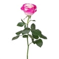 thumbnail image 2 of Member's Mark Illusion Roses, choose color and stem count:- 100, Hot Pink, 2 of 6