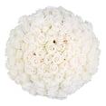 thumbnail image 1 of Member's Mark Roses, choose color and stem count, 1 of 8