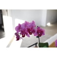 thumbnail image 2 of 3" Dark Purple Orchid in Temperance Floramx Pot with For You Pick, 2 of 4