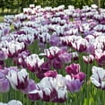 thumbnail image 4 of Member's Mark Tulip Color Me Purple Dormant Bulbs, 30pk, 4 of 9