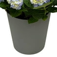 thumbnail image 3 of Live 9" Hydrangea Planter in Decorative Pot, 3 of 6
