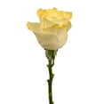 thumbnail image 1 of Member's Mark Illusion Roses, 96 stems, Choose color variety, 1 of 6