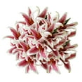 thumbnail image 1 of Member's Mark Oriental Trumpet Lilies, Choose color and stem count, 1 of 2