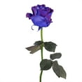 thumbnail image 4 of Member's Mark Farm Fresh Velvet Roses, choose color and stem count, 4 of 9