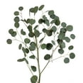 thumbnail image 1 of Member's Mark Silver Dollar Eucalyptus 40 stems, 1 of 2