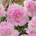 thumbnail image 3 of Member's Mark Double Peonies Sorbet & Emile Debatene Dormant Bulbs, 3pk, 3 of 10