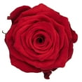 thumbnail image 3 of Member's Mark Ecuadorian Premium Roses, choose color variety and stem count, 3 of 6