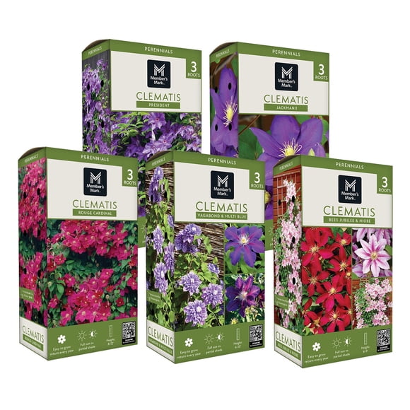Member's Mark Spring Boxed Perennials