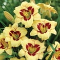 thumbnail image 3 of Member's Mark Reblooming Collection Daylilies Dormant Bulbs, 8pk, 3 of 9