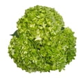 thumbnail image 4 of Member's Mark Novelty Hydrangeas, color and variety may vary, 4 of 5