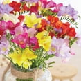 thumbnail image 4 of Member's Mark Freesia Single Blend Dormant Bulbs, 75pk, 4 of 8