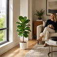 thumbnail image 5 of Costa Farms Live 10" Fiddle Leaf Fig Standard in Decor Pot, 5 of 8