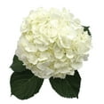 thumbnail image 4 of Member's Mark Hydrangeas, choose color and stem count, 4 of 5