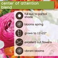thumbnail image 6 of Member's Mark Center of Attention Blend Freesia, Ranunculus, Daffodil and Tulip Dormant Bulbs, 60pk, 6 of 12