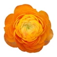thumbnail image 2 of Ranunculus, 60 stems, choose color, 2 of 5