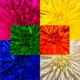 thumbnail image 2 of Member's Mark Painted Mums, 100 stems, Choose color, 2 of 2