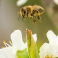 thumbnail image 5 of Local Hive 100% US Raw and Unfiltered Honey Gift Box, 12 oz., 3 pk., 5 of 9